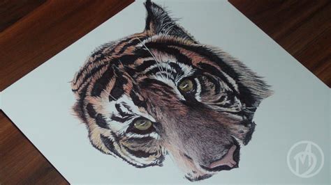 Realistic Tiger Ballpoint Pen Drawing Behance