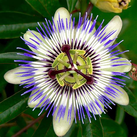 Free Images Blue Crown Passion Flower 0