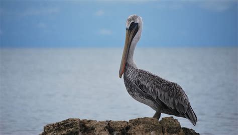Pelican Spirit Animal Totem Symbolism And Meaning