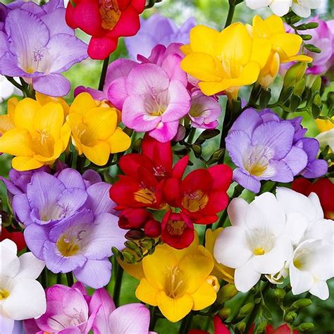 Buy Freesia Single Mixed Colours Free Delivery