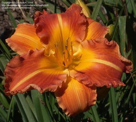 2 why cryptocurrency was banned? PlantFiles Pictures: Daylily 'Indian Ripple' (Hemerocallis ...