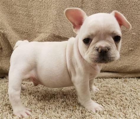 Use the search tool below and browse adoptable french. Cream French Bulldog Puppies for Sale - FrenchieForSale.com