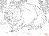 Coloring Pages Wombat Realistic Skip Main sketch template