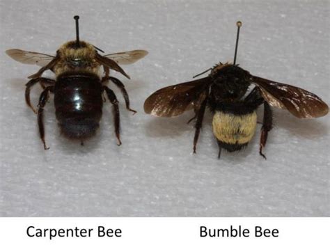 Carpenter Bees Extension Entomology