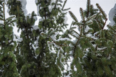 Close Up Of Winter Pine Tree Branches Covered With Snow Frozen Tree