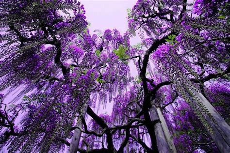 Bellissimi alberi da fiore nel parco. Pin di Mary su COLORI | Albero di glicine, Alberi viola, Fiori viola