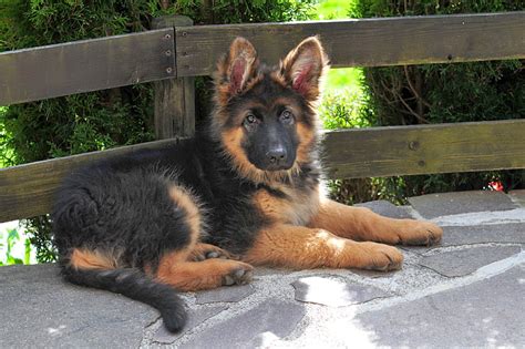 Royalty Free Photo Black And Tan King Shepherd Puppy Near Brown Wooden