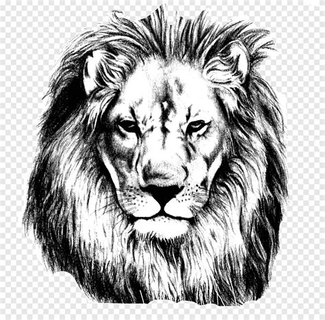 Lion Stencil Lion Drawing Pencil Sketch Lions Head Mammal Animals