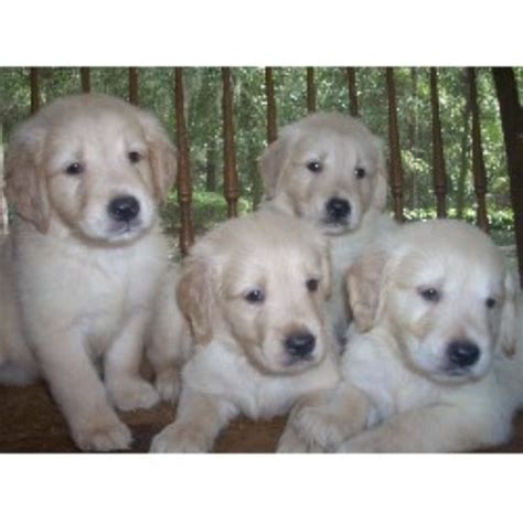 To learn more about each adoptable golden retriever, click on the i icon for fast. Golden Retriever breeders in Florida | FreeDogListings