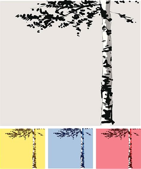 Birch Tree Clipart Png