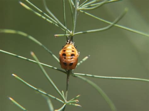 Lady Beetle Ladybug Releasing In Garden Walter Reeves The