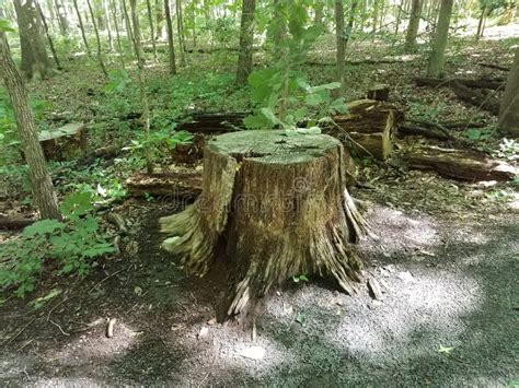 Tree Stump With Trees And Gravel In Forest Stock Photo Image Of