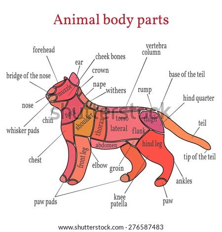 Animal parts provides photographs, labels, and context sentences for common animal body parts. Dogs Organ Anatomy Diagram Vector Illustration Stock ...