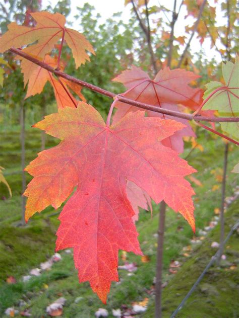 Autumn Blaze Maple Urban Forest Nursery Inc