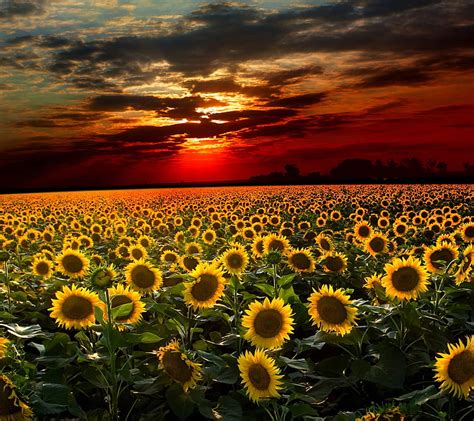 Sunflower Field Flower Plant Sunset Hd Wallpaper Peakpx