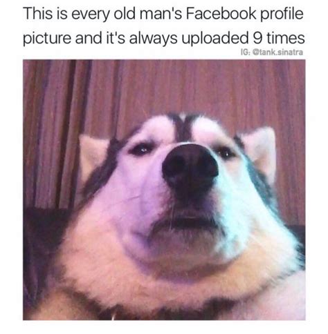 31 Dog Memes Facebook Factory Memes
