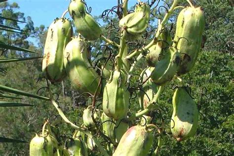 Yucca Aloifolia