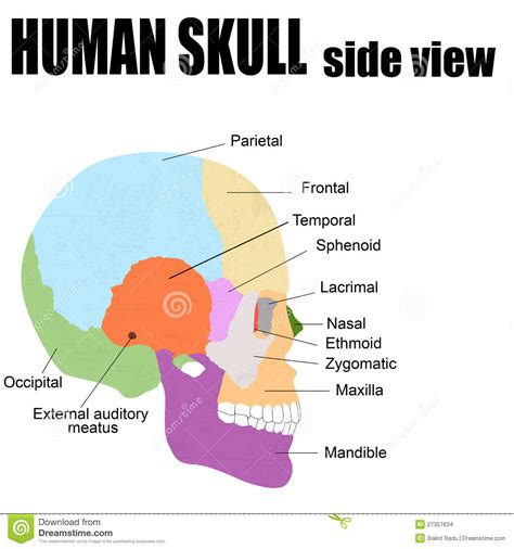 Practice drawing skulls from other views, like a true front view or side view, to get fully acquainted with the anatomy. Side view of Human Skull stock vector. Illustration of ...