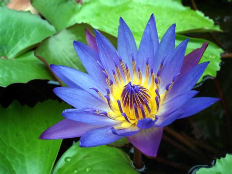 Filewater Lily Purple Wikimedia Commons