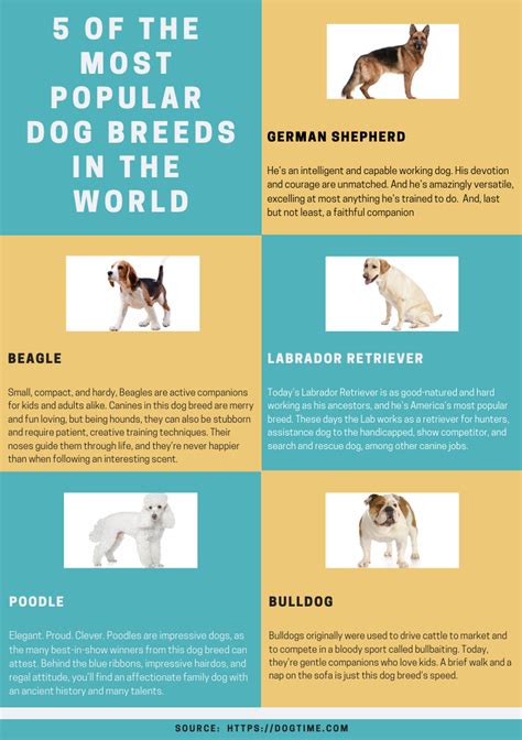 5 Popular Dog Breeds Habilin