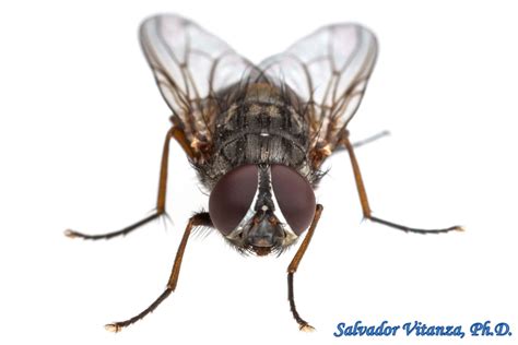 Diptera Muscidae House Flies And Kin Male G Urban Programs El