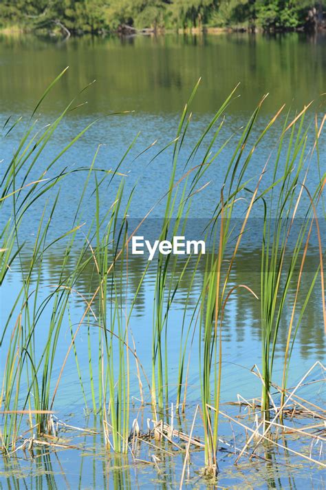 Where do you need synthetic grass for play area install pros? Grass in lake | ID: 100907661