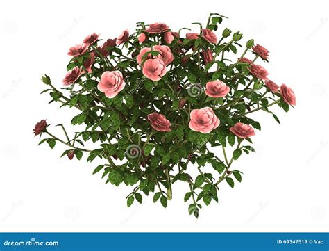 Rose Bush 3d Illustration Isolated On The White Background