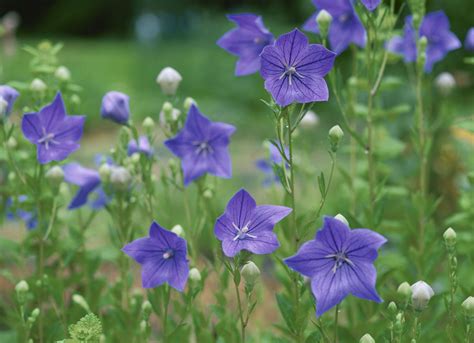 Flowering Perennial Plants That Need No Division