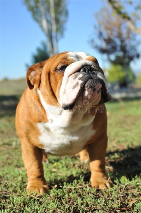 Adult English Bulldog Purebred Dog On The Grass In The Park Stock Image