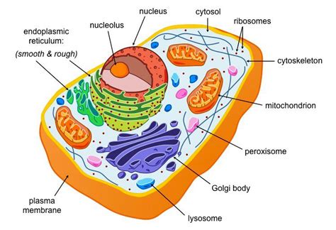 Prokaryotes are divided into two domains, bacteria and archaea. Eukaryotes are organisms whose cells contain a nucleus ...