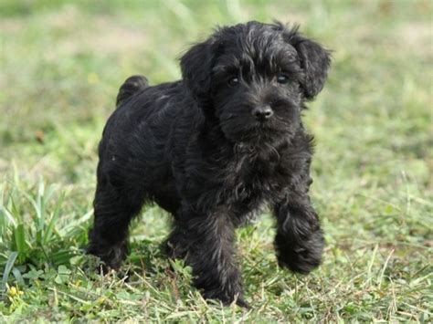 Schnoodle Puppies The Cutest Hybrid Breed Ever Golden Retriever Club