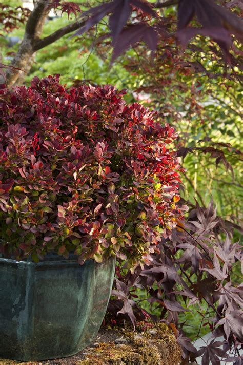 Top 10 Colored Shrubs Of Autumn Watters Garden Center