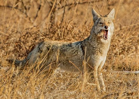 Coyote Mouth Full Photograph By Dawn Key Fine Art America