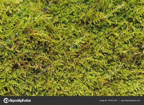 Green Moss Texture — Stock Photo © Diuture 151914136