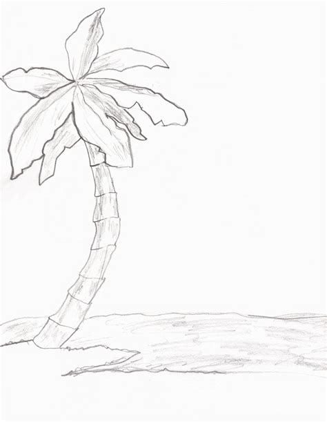 Line Drawing Of A Palm Tree At Getdrawings Free Download