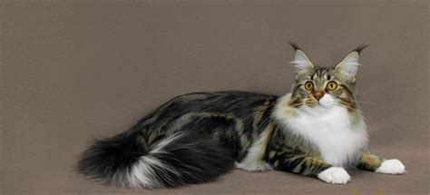 hq  maine coon mix kittens  sale ohio russian maine coon kittens  sale ohio