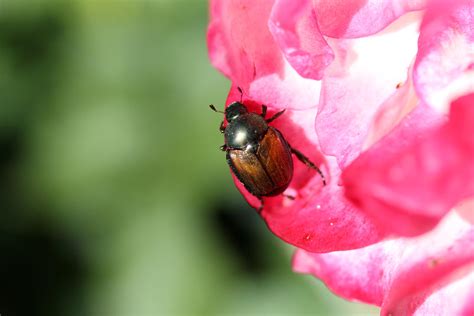 Japanese Beetle On Rose 1 By Greyrowan On Deviantart
