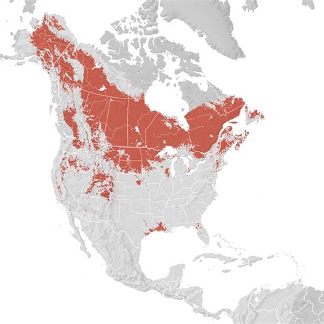 Ring Necked Duck Range Map Breeding Ebird Status And Trends