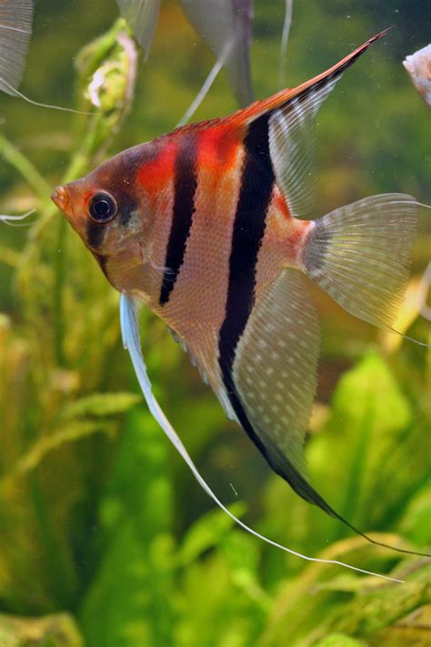 What Are Freshwater Angelfish