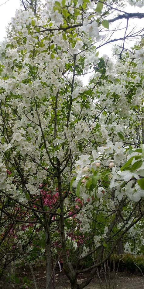 Malus X Snowdrift Flowering Crabapple Flowering Trees Flowering