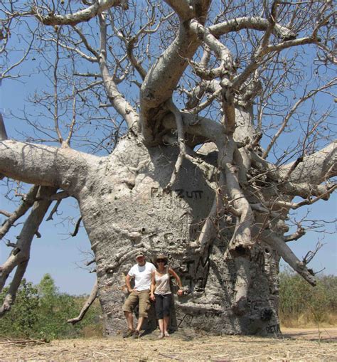 9 Fascinating Baobab Tree Facts Africa Geographic