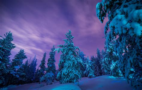 Wallpaper Winter Forest Snow Trees The Snow Finland