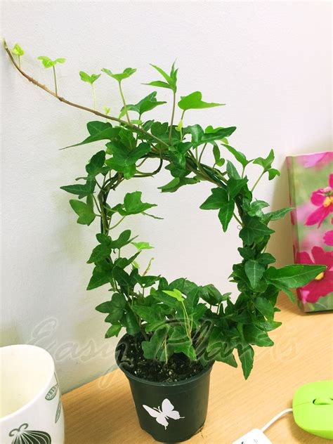 Small juvenile foliage is an attractive bronze green. English Ivy Hedera Evergreen Hardy Wall Climbing Hanging ...