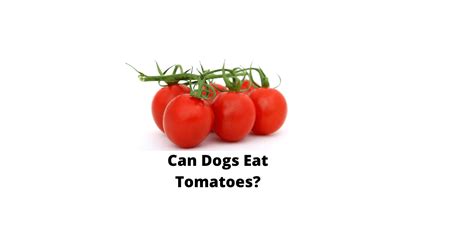 Can Dogs Eat Tomatoes Are Tomatoes Good For Dogs Globalpetblog
