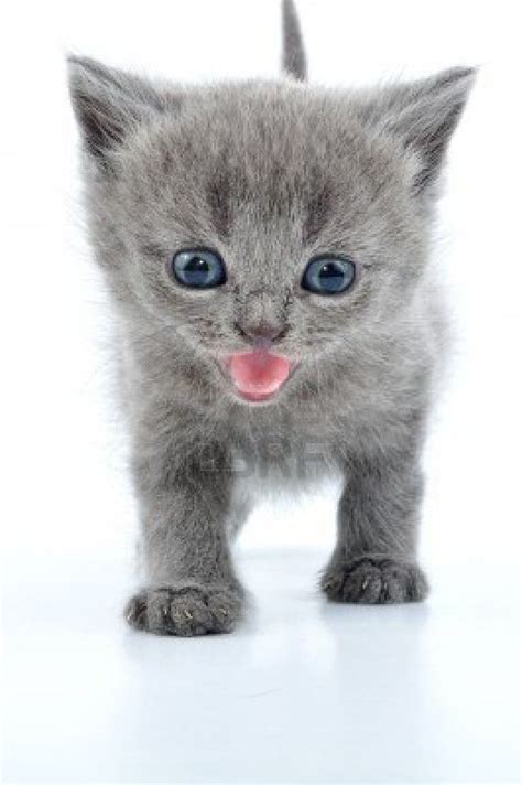 Portrait Of Funny British Grey Kitten Grey Kitten Kittens And