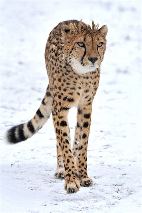 491 Best Cheetahs Images On Pinterest Big Cats Animal Pictures And
