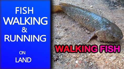 Walking Fish Fish That Walks On Land Snakehead Fish Walking நடக்கும்