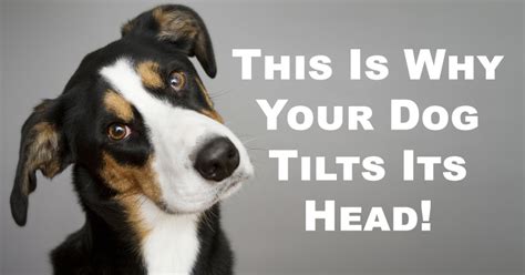 This Is Why Your Dog Tilts Its Head According To Science David