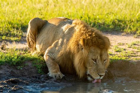 Male Lion Lies Drinking From Water Hole Stock Image Image Of Feline