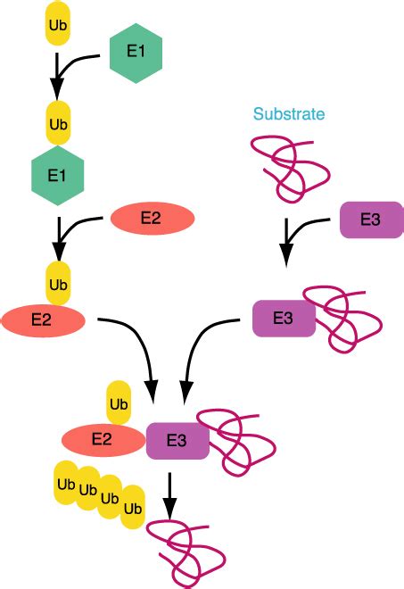 Dna ligase catalyzes the joining of adjacent polynucleotides and thus plays important roles in dna metabolism. A New Gun in Town: The U Box Is a Ubiquitin Ligase Domain ...